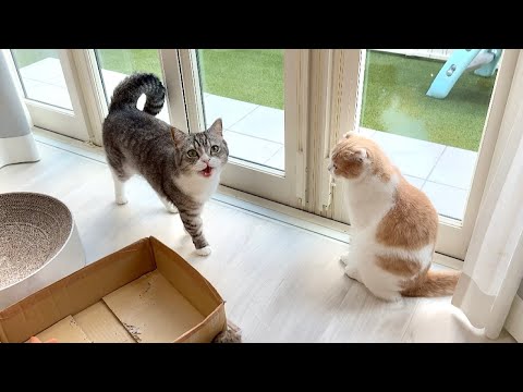 散歩から帰った直後にもう一回「お散歩する？」と聞いたら猫たちの反応が可愛すぎたwww