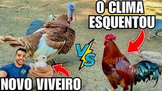 O Galo me Atacou e Foi Brigar com o Peru | Novo Viveiro de Pomba Burguesa | Aves Recriar