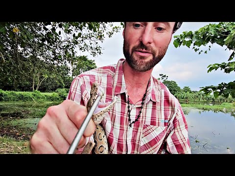 Viper Fangs Up Close: Highly Venomous Russell's Viper