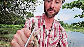Viper Fangs Up Close: Highly Venomous Russell's Viper