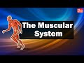 Muscle Anatomy and Function Assessment