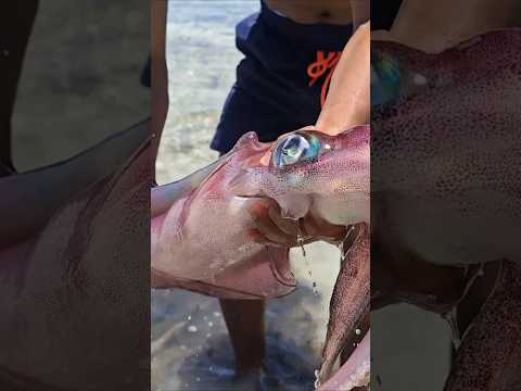 Viral CUMI RAKSASA 🦑🦑🦑 #squid #cumi #sotong