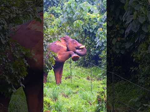 ഇലക്ട്രിക് ഫെൻസിംഗ് ചാടിക്കടക്കുന്നു #independenceday #wildlife #elephantnature #nature #ele