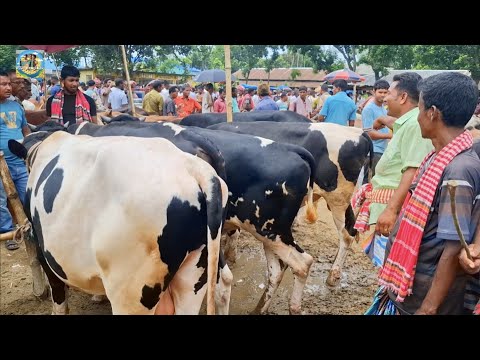 @ আজ ১৬ জুলাই"২৫|| নাঃগঞ্জের ব্যবসায়ী পালার ক্রস জাতের ষাঁড় গরু কি দামে কিনলেন খোঁচাবাড়ী হাটে??