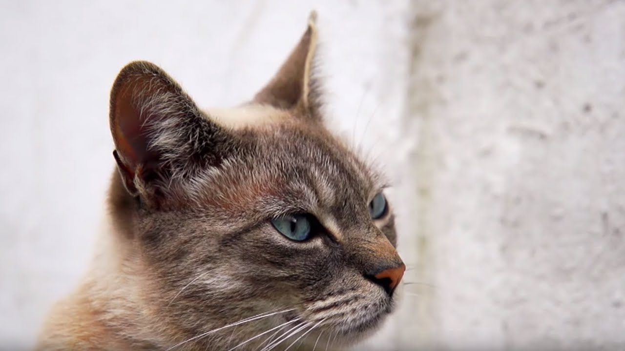 Cats Speaking Our Language Cats Uncovered BBC