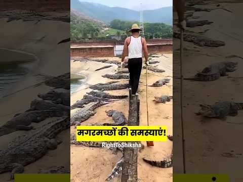 मगरमच्छों की समस्याएं by Right To Shiksha