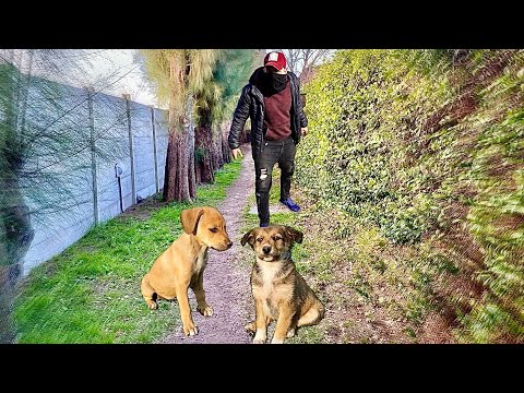 EL SECUESTRADOR ENVENENA A LOS PERRITOS (SERIE COMPLETA)