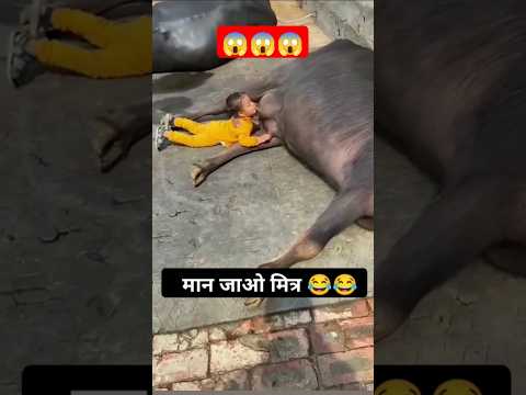 बच्चों# ने #भैंस #का# दूध# पी #लिया#muraa#brider#new#trendingshorts #muraabufflo#dairyfarm #shorts