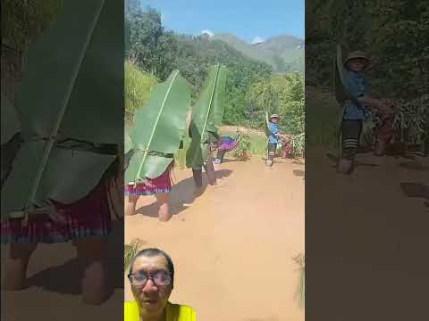nông dân cột lá chuối che nắng cấy lúa #agriculture