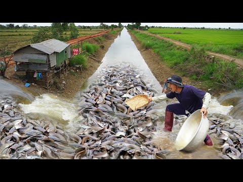 OMG! Amazing Catch Catfish & Copper Snakehead Fish in The Road Flooded 2024