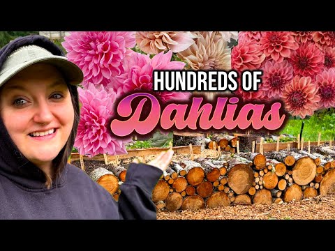BUILDING & PLANTING *HUGE* DAHLIA BEDS! 60+ varieties & colors! Wood round log raised beds!