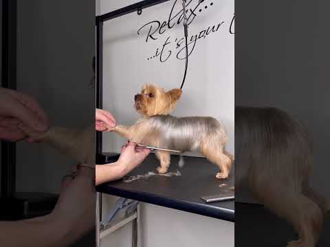 YORKIE GROOMING WITH SCISSORS #yorkie #doggroomingforbeginners #doggroomingtips