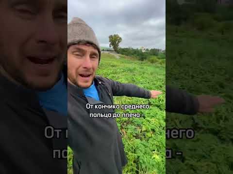 Чему равняются пядь, сажень, аршин? О русских мерах длины #история