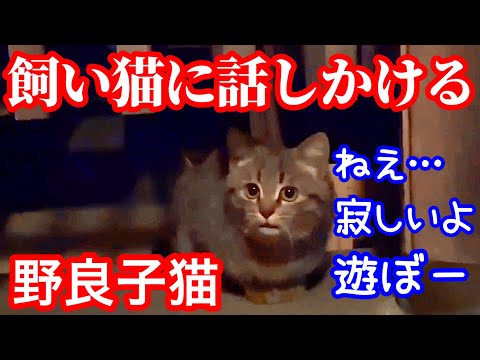 威嚇もするけど食べながら喋る野良子猫がかわいい