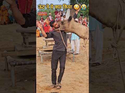 Desert Beats & Rodeo Rhythms | Royal Indian Camel Dance USA 2025 | Trending Now
