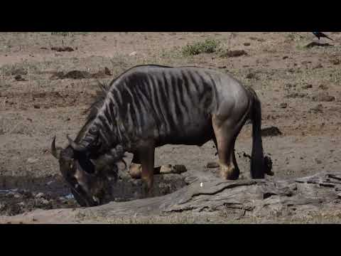 Wildebeest Gets a Mud Mask