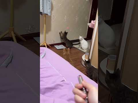 Cat Turns Off The Light 😺