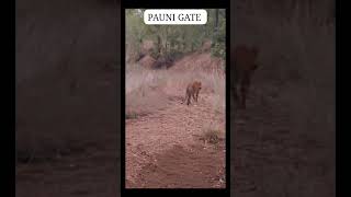 T5 Shadow Tigress sighting 😍🐯🐅🐾Umred pauni Karhandla wildlife sanctuary