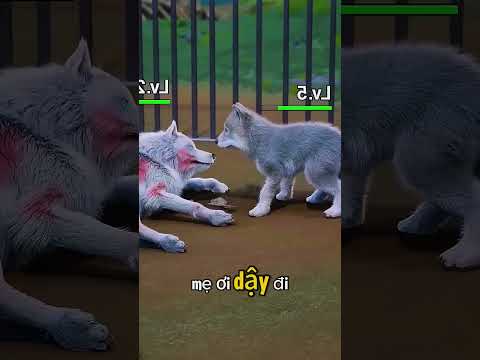 sói con làm mọi cách để lấy khúc xương về cho mẹ.