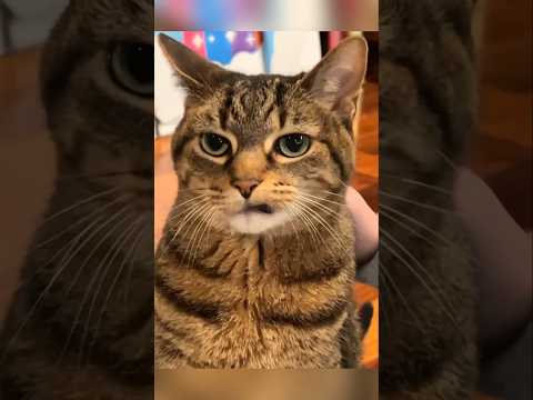#cat #cute #catvideo #cutecat #funnyvideo #studywithmeandmycat