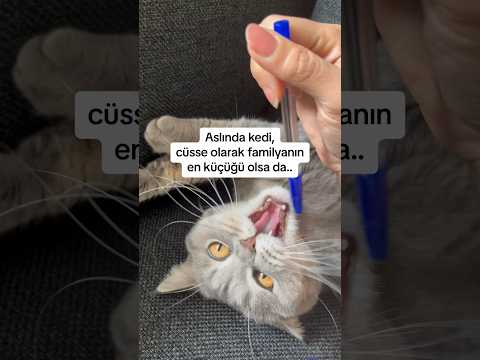 Kibrin tüye bulanmış hali olan kediler 😅