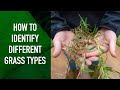 Characteristics and Features of Turf Grasses
