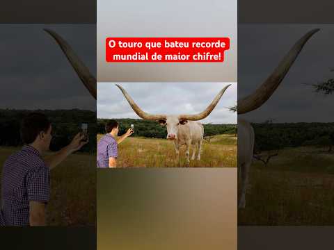 O touro que bateu recorde mundial de maior chifre!