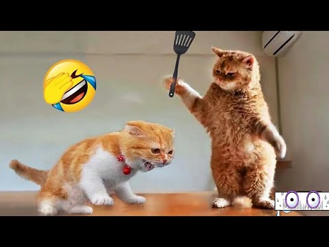 Your cat's brain is literally made of🐾 shrimpFunny Cats🐱Videos Silliest CATS on EarthVideos 2025