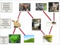 Food Web and Energy Flow Concepts