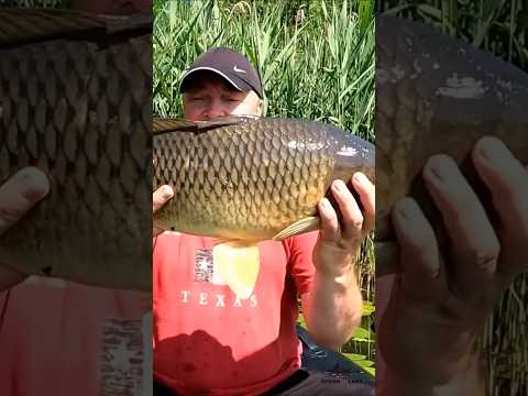 ПОКЛЕВКА САЗАНА КРУПНЫМ ПЛАНОМ ! #рыбалка #рыбалканаозере #fishing #carp #боковойкивок