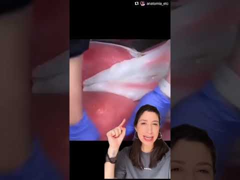 Aprendendo anatomia com cadáver sintético!