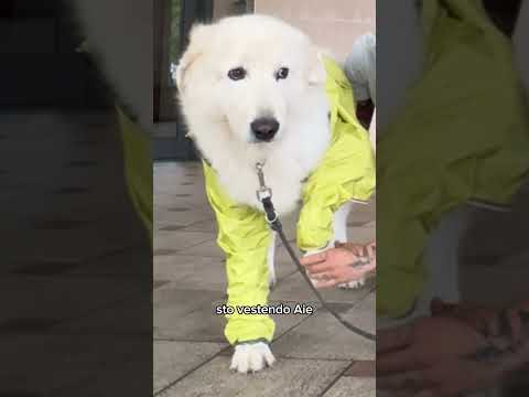 Scusa Ares…☔️ #animallovers #toelettatura #grooming #maremmasheepdog #babyanddog #pets