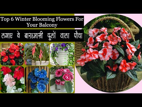 आप भी grow कर सकते है permanent फूलों वाला पौधा,Top Winter Blooming Flowers For Your Balcony