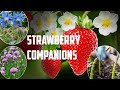 Companion Planting with Strawberries