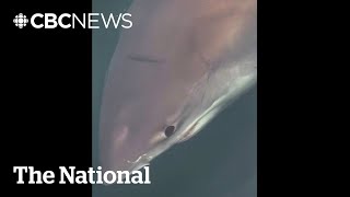 #TheMoment a great white shark bit a N.S. fisherman’s boat