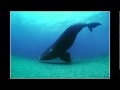 Marine Conservation and Challenges