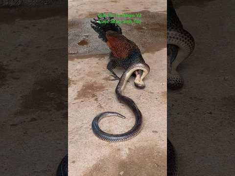 #viral #새가 가장 좋아하는 음식 #shorts #природа #лиса #india #love #animals #yt #funny #art #like #art