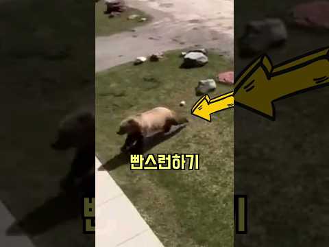 곰도 빤스런하게 만드는 최강 피지컬
