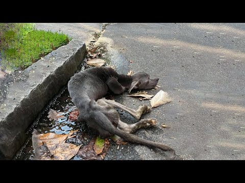 A Skeletal Dog was Found on The Roadside, Helpless, Unable to Stand...