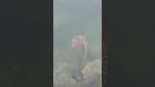 Beautiful female ray released | Norway fishing
