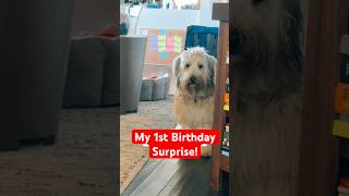 My 1st Birthday Surprise! 🐶!