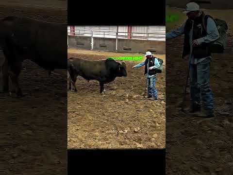 Bull Reunites with the Man Who Raised Him❤