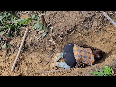 Cassava dish grows in the forest, but my honey bee nest on the farm is gone.