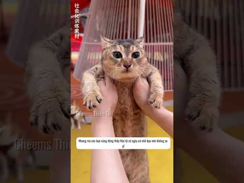 Mai tỷ bướng bỉnh  #giaitri #haihuoc