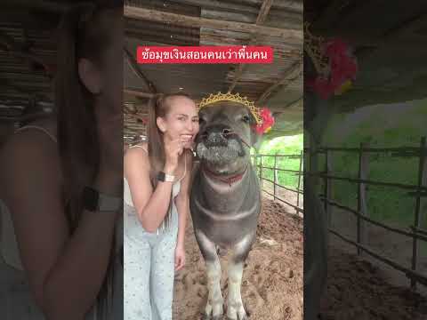 ซ้อมุขสอนความคนเว่าพื้น #น้องควายฉลาดแสนรู้ #buffaloThailand #reelsviralシ #reelsfypシ #reelsfypシ