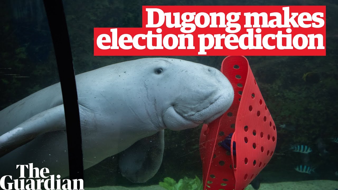 Who will win the election? Pig the dugong makes his prediction for Australia’s 2022 federal poll