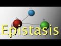 Epistasis and Genetic Interactions