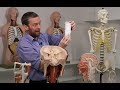 Swallowing Mechanisms and Muscles