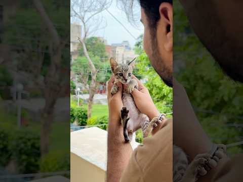 Cute Cat Ke Sath Kya Hogaya Ye ~ Sujal Thakral #shorts #ytshorts #youtubeshorts #funny #cat