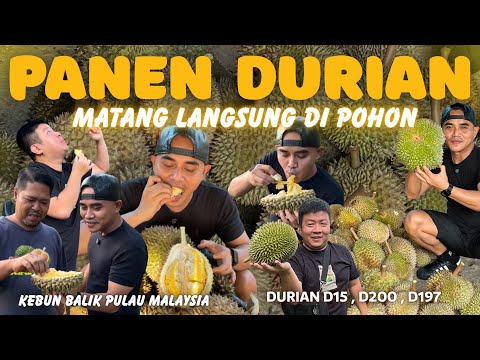 PANEN DURIAN DI KEBUN PENANG ⁉️ MATANG DI POHON